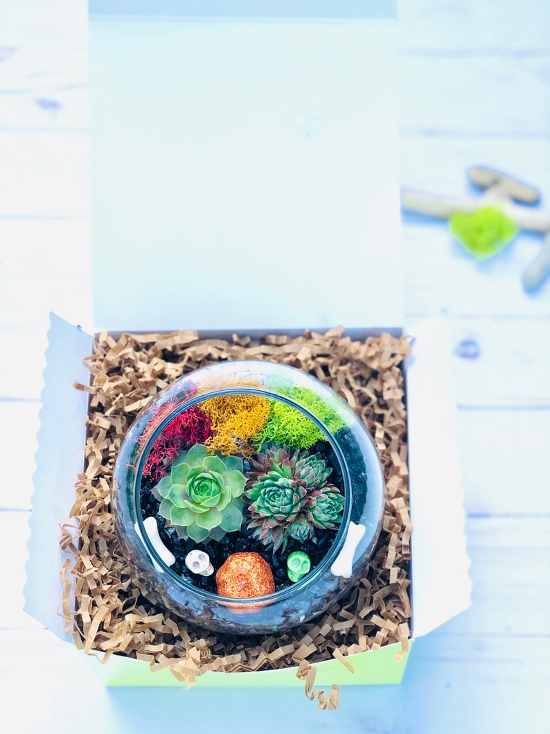 May include: A glass terrarium with a variety of succulents, moss, and decorative elements, including small skulls and a red and yellow rock. The terrarium is nestled in brown paper shreds inside a white gift box.