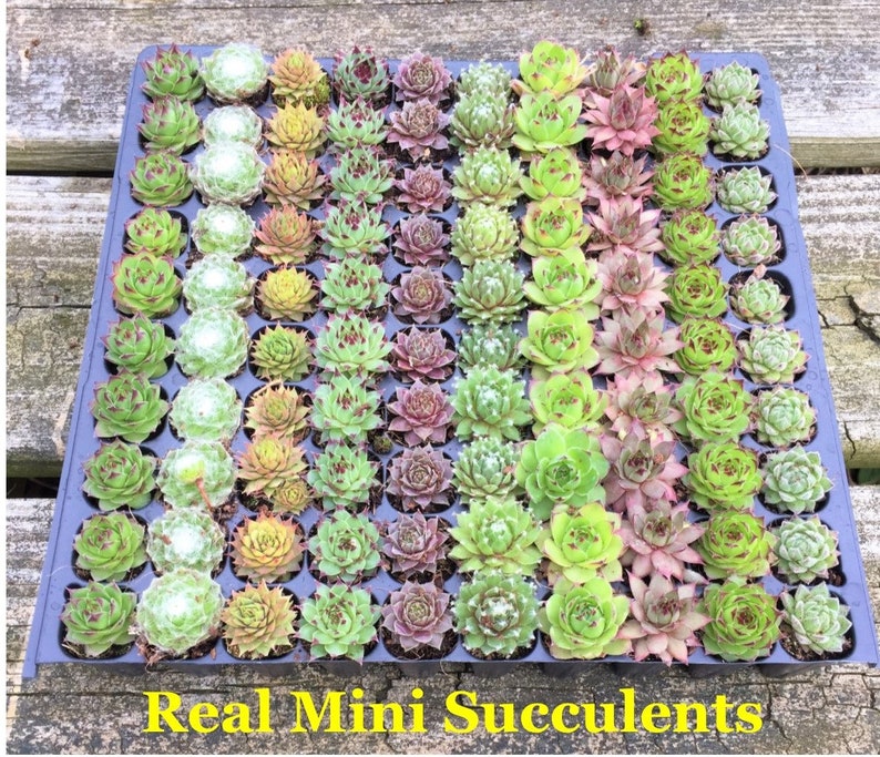 May include: A tray of 72 small green, pink, and yellow succulents. The tray is labeled "Real Mini Succulents".