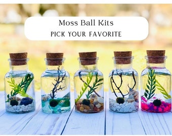 Moss Ball, Moss Ball Aquarium, Craft Kit, Moss Pet, Moss Terrarium, Java Moss, Plant Gift Box, Desk Accessory, Gift for friend,Terrarium kit