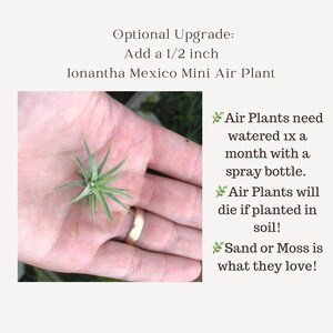 May include: A close-up of a small green air plant, called Ionantha Mexico Mini, in a hand. The plant is about 1/2 inch in size. The text on the image reads: "Air Plants need watered 1x a month with a spray bottle. Air Plants will die if planted in soil! Sand or Moss is what they love!"