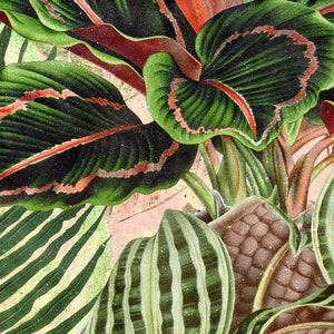 May include: A close-up of a tropical plant with large, green leaves with red veins. The leaves are arranged in a layered pattern, creating a sense of depth and texture.