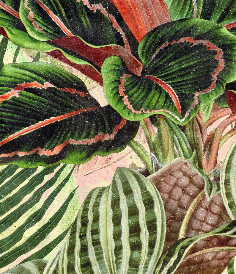 May include: A close-up of a tropical plant with large, green leaves with red veins. The leaves are arranged in a layered pattern, creating a sense of depth and texture.