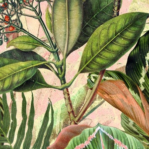 May include: A close-up of a botanical illustration featuring lush green leaves and red berries. The leaves are arranged in a layered pattern, creating a sense of depth and texture. The background is a soft pink color, adding a touch of whimsy to the design.