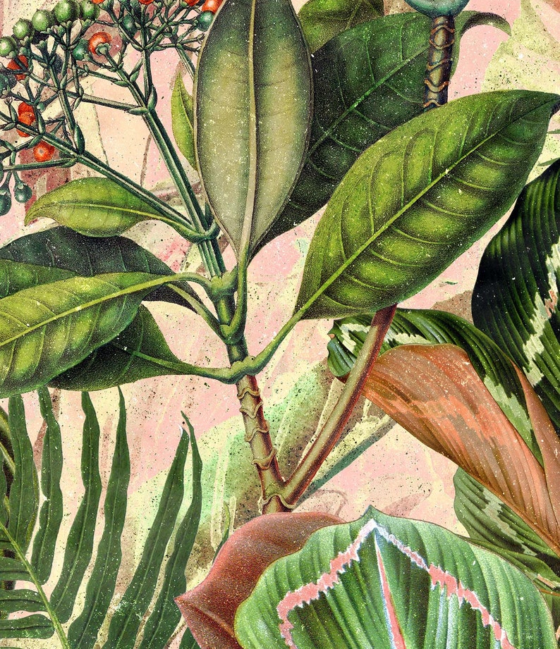 May include: A close-up of a botanical illustration featuring lush green leaves and red berries. The leaves are arranged in a layered pattern, creating a sense of depth and texture. The background is a soft pink color, adding a touch of whimsy to the design.