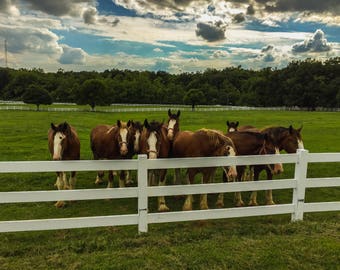Large Horse Print, Horse Art, Clydesdales Photography, Animal Wall Print, Horse Play Print, Clydesdale Wall Art, Horses, Pasture