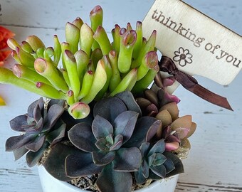 Seasonal Succulent Arrangement - 3” - Live rotoed succulent bouquet in Fall colors - choose your own message - Unique Easy-Care host gift