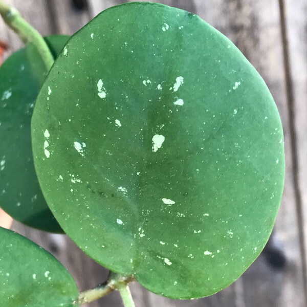 CUTTING Hoya obovata plant clipping, wax house plant live unrooted stem cutting w/ one leaf node each