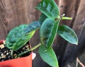 Hoya carnosa 39 Krinkle 8 39 live indoor hanging house wax plant 2 quot