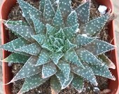 Aloe aristata succulent plant - 2 quot rare aloe, lace aloe, , gardening, host gift, live plant for terrariums and arrangements, indoor