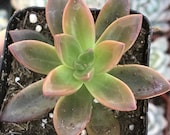 Sedeveria Sorrento succulent plant - 2 quot live rooted arrangement, craft, and garden succulent, bright rosette, easy-care, beginner plant