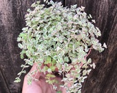 Sedum 39 Little Missy 39 Succulent Plant, variegated live outdoor succulent xeriscape garden plant gift, container arrangement succulents, 4 quot