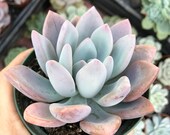 Graptoveria 39 Opalina 39 - 4 quot succulent plant gift, for arrangements, pastel rosette, chubby leaves, wedding centerpiece, patio garden, marble