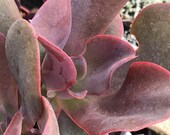 Echeveria 39 Mahogony 39 hybrid multi-head live outdoor xeriscape succulent garden plant, 4 quot
