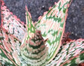 Aloe pink blush hybrid live rooted outdoor succulent garden plant gift, 2 quot and 4 quot options