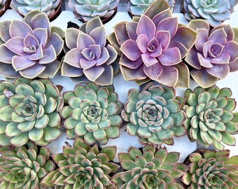 Succulent Mystery Rosette-in-a-pot, 1.5" - Wedding Favor - Baby Shower Favors - Cute office decor - Colorful live potted plant, unique gift