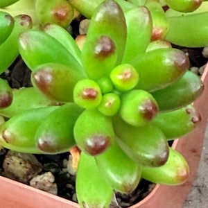 May include: Close-up of a succulent plant with plump, green leaves. The tips of the leaves are a deep burgundy color. The plant is in a small, terracotta-colored pot, and the background is blurred.