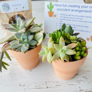 Succulent Arrangement DIY Kit - Two 2 1/2&quot; Pots