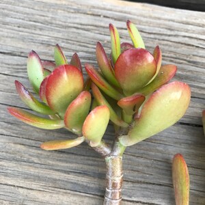 Crassula Ovata &#39;Crosby&#39;s Dwarf&#39; Cuttings: Colorful Jade Succulent (2 Unrooted)