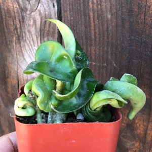 Hoya carnosa 'Hindu Rope' - 2.5” Live indoor hanging house plant, rare, twisty leaves, easy-care, beginner plant, flowering, pink flowers