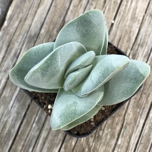 Crassula 'Ivory Tower' small succulent plant, rooted live plant gift, 2 INCH