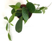 Mixed Hoya plant starter set 19 (ships in pot) 3 types of Hoya, live indoor houseplants, 4 quot , H. Obovata , H. carnosa, H. pubicalyx, gift