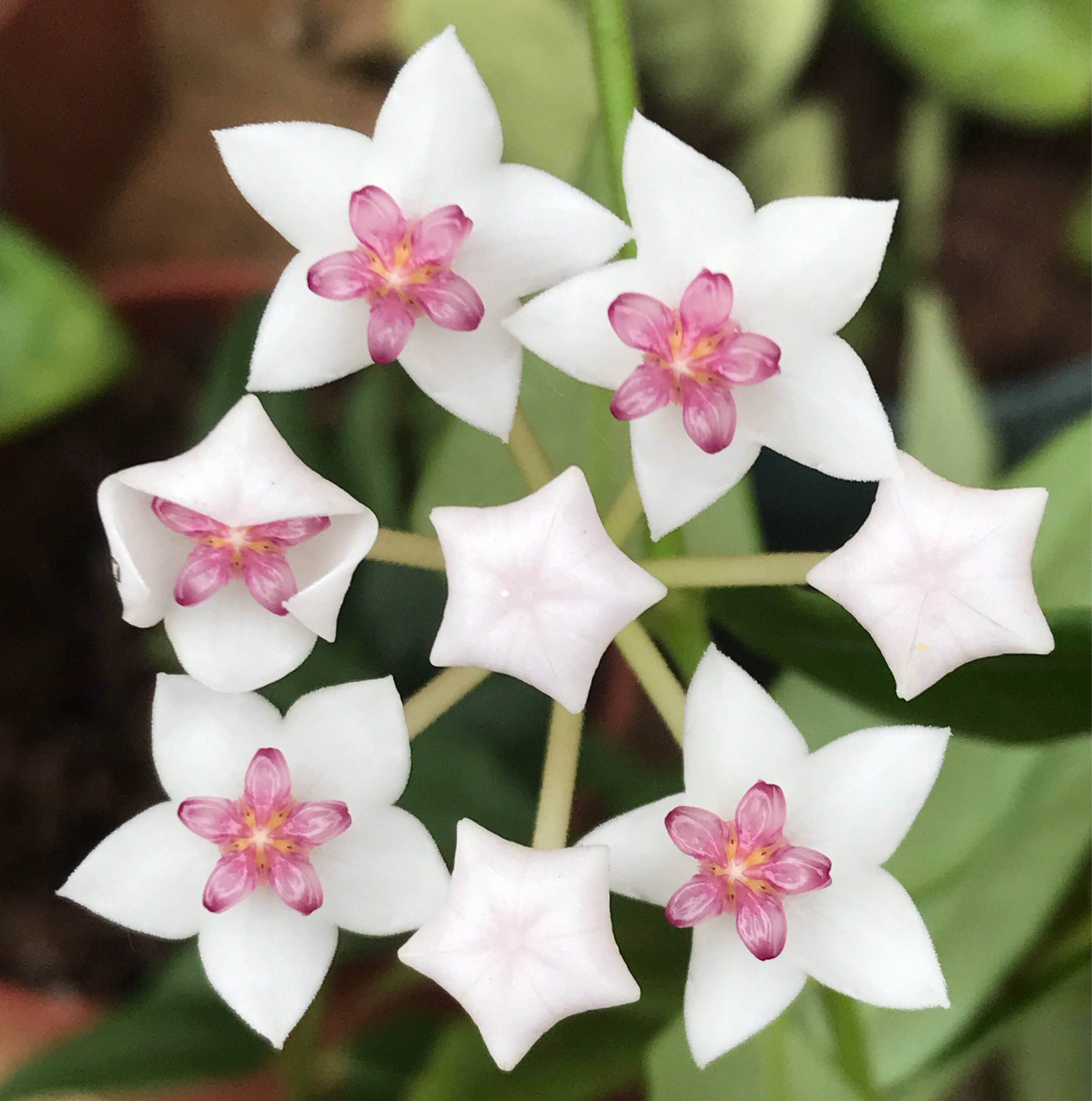Hoya bella tropical plant 4 live plant hanging Etsy