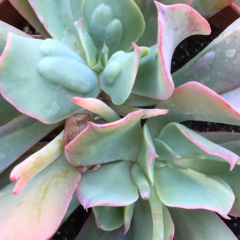 Echeveria blue spurs