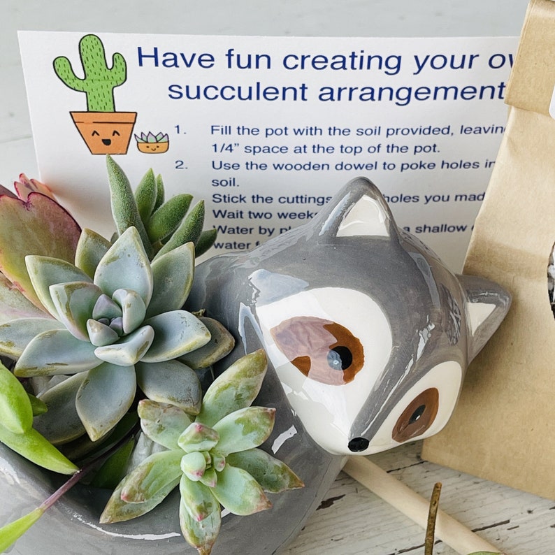 Succulent DIY Kit w/ Live Cuttings Choose your Animal Pot Kids Gift Box, Adult Kit, Office Desktop plant, or Employee Team Building Racoon