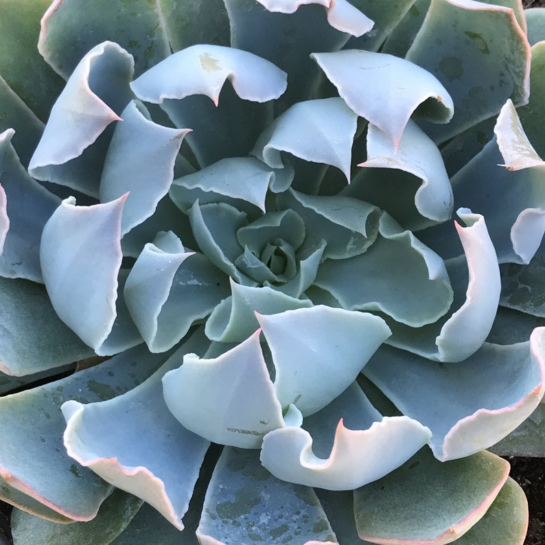 Echeveria blue heron