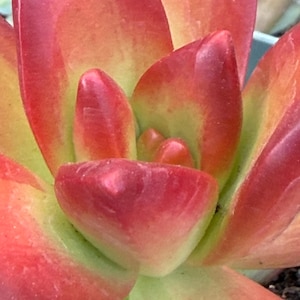 May include: A succulent plant featuring thick, fleshy, pointed leaves arranged in a rosette pattern. The leaves display a gradient of colors, transitioning from a pale lime green at the base to a vibrant, saturated red at the tips and edges.
