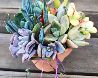 Succulent Bouquet Arrangement (potted) Gift Flowers, 2.5”