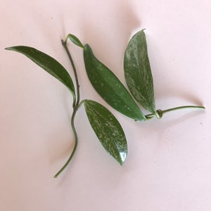 Cuttings - Hoya pubicalyx (1 or 2) - Live unrooted plant clippings - Indoor flowering house plant - Grow-your-Own - Gift for Plant Lovers