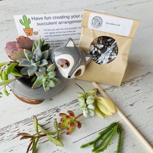 Succulent DIY Kit w/ Live Cuttings - Choose your Animal Pot - Kids Gift Box, Adult Kit, Office Desktop plant, or Employee - Team Building