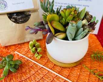 Live Succulent Garden DIY Kit - 2.5” White Pot & Tray - Valentine's gift box for her - Team Building Activity - Miniature Desktop Bouquet