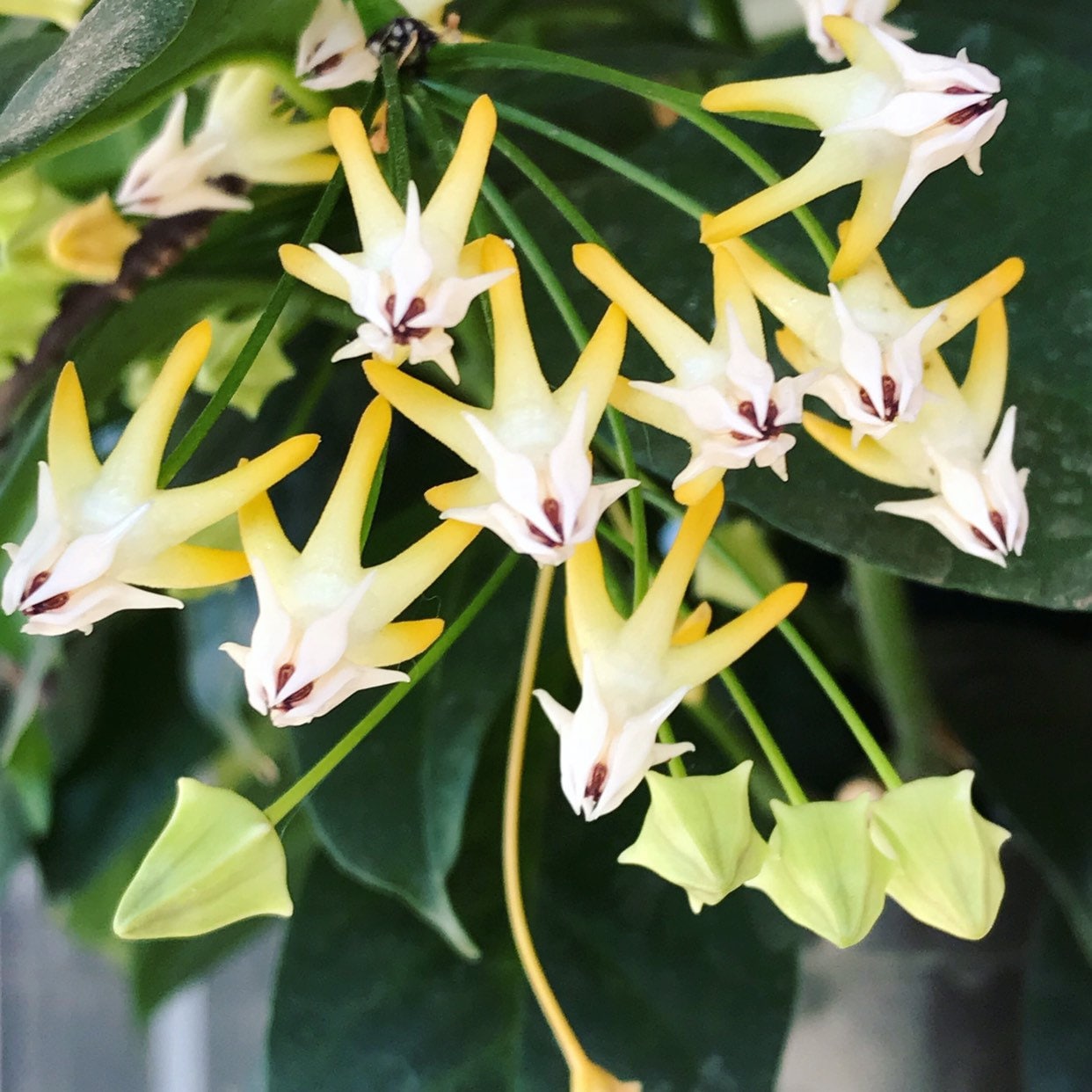 Shooting star hoya plant