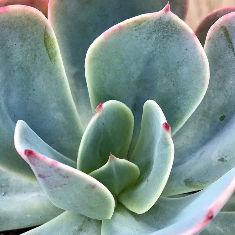 Echeveria blue sky