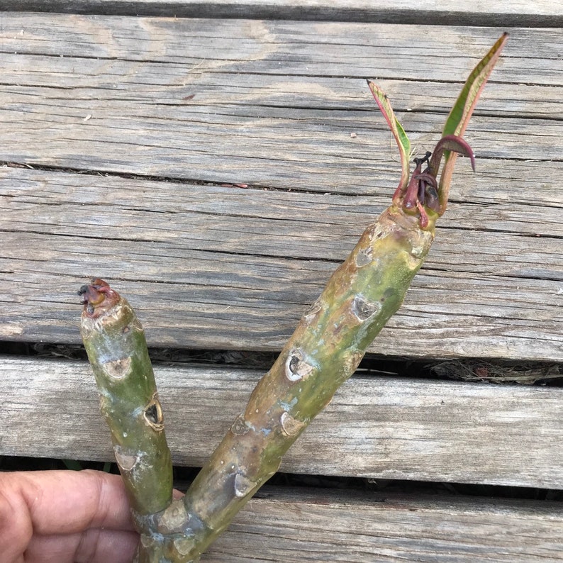 8-10cutting live plant UNROOTED tropical succulent Rare Plumeria /'Charlotte Ebert/' CUTTING large pink flowers Hawaiian flowering tree