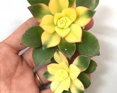 Succulent Cuttings - Aeonium 39 Kiwi 39 live unrooted succulent plant, 1-2 quot wide heads, live plant clippings, arrangment succulents