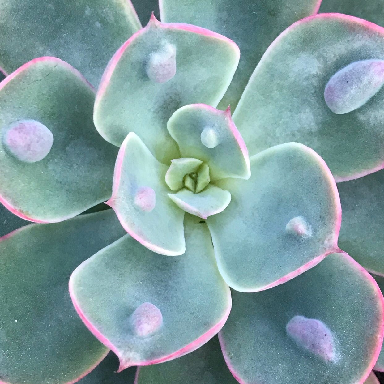 Echeveria 'Raindrops' - 4" succulent plant, live rooted …