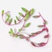 Cuttings  - 'Ruby Necklace' Othonna capensis - live unrooted plant clippings, purple hanging succulents, patio decor plant, living gift 