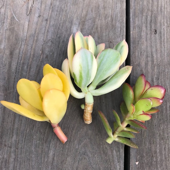 Succulent Cuttings - Crassula Ovata Variety Set; Three 2-3" Cuttings - Plant  Clippings, Unrooted, Beginner Bonsai, Variegated, Succulents - Etsy