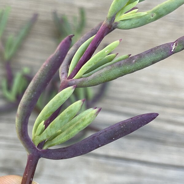 Cuttings - Purple Ice Plant - Lampranthus Productus Succulents, unrooted clippings for groundcover, fairy garden, centerpieces, diy crafts