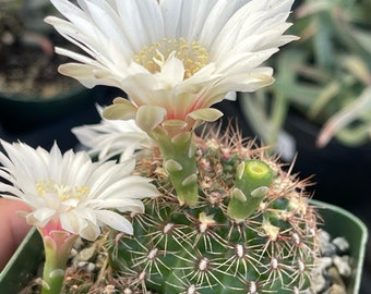 Gymnocalcium mesopotamicum cluster - 4” Live Cactus - Rooted succulent plant - Unique gift for plant lovers - Drought-tolerant patio garden