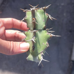 May include: A close-up of a green cactus with sharp spines. The cactus is held in a hand.