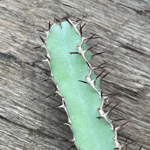 Euphorbia coerulescens Cutting (3-4&quot;): Branching Xeriscape Succulent