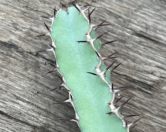 Cutting - Euphorbia coerulescens (3-4”) Live unrooted cutting, Branching Xeriscape Landscape Plant for Garden Beds, Patio Planter Pots