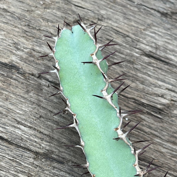 Cutting - Euphorbia coerulescens (3-4”) Live unrooted cutting, Branching Xeriscape Landscape Plant for Garden Beds, Patio Planter Pots