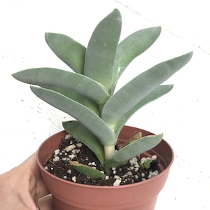 Crassula Falcata ‘Airplane Plant’ 4&quot; succulent plant, fuzzy, silver, stacking succulents, host gift, patio garden, beginner plant, easy-care