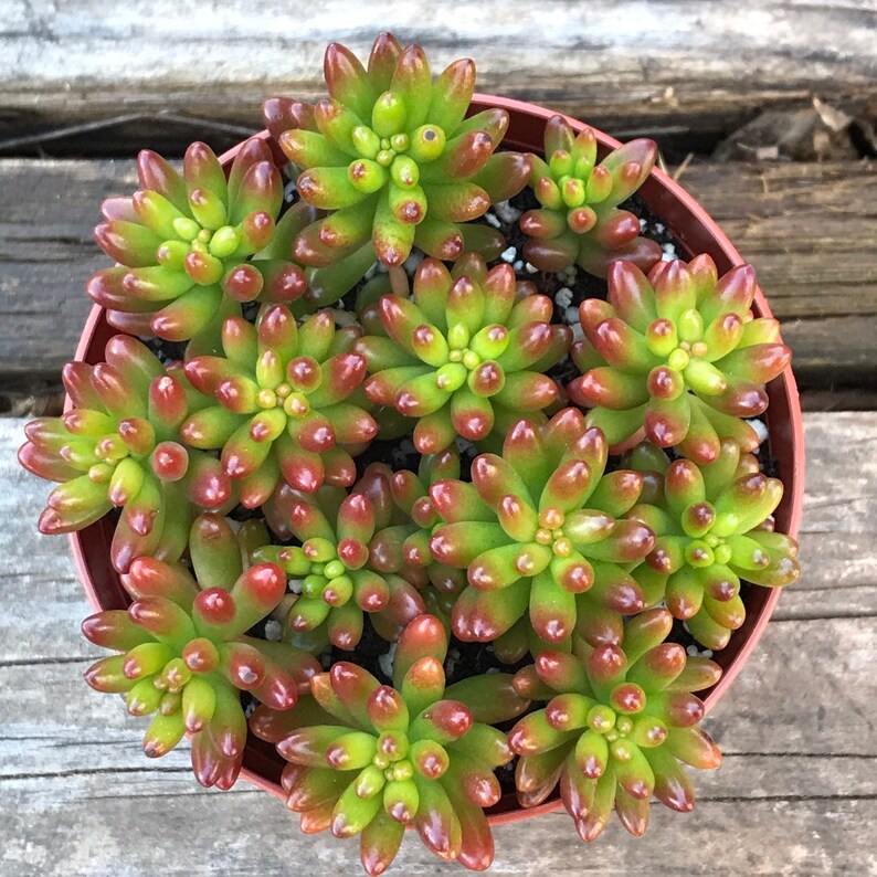 Sedum rubrotinctum 'Jelly Bean Pork and Beans' live Etsy