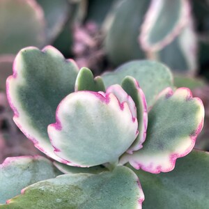 Cuttings (2) - Kalanchoe fedtschenkoi variegated live succulent plant, unrooted